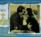 Il principe fusto di Maurizio Arena – Italia – 1960-